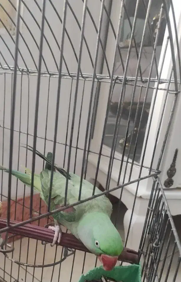 شاه طوطی رام ودستی|پرنده|خرمدره, |دیوار