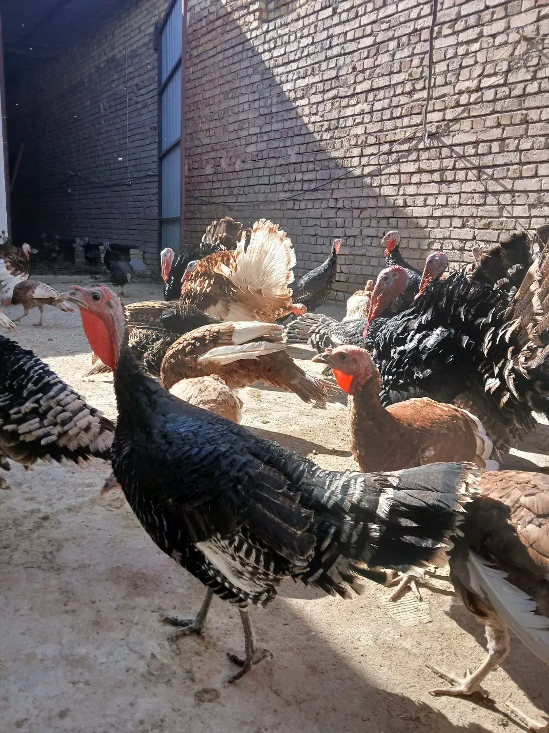 بوقلمون برنز بوربون و جوحه برهما|حیوانات مزرعه|قم, پردیسان|دیوار