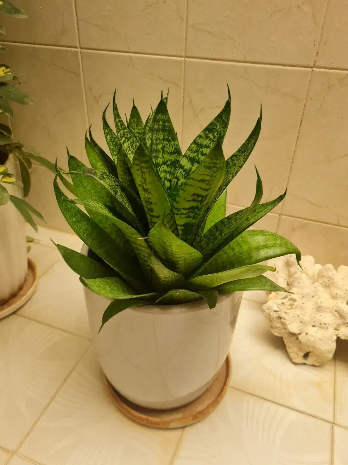 فروش گل|گل و گیاه طبیعی|شیراز, شهرک ایثار|دیوار