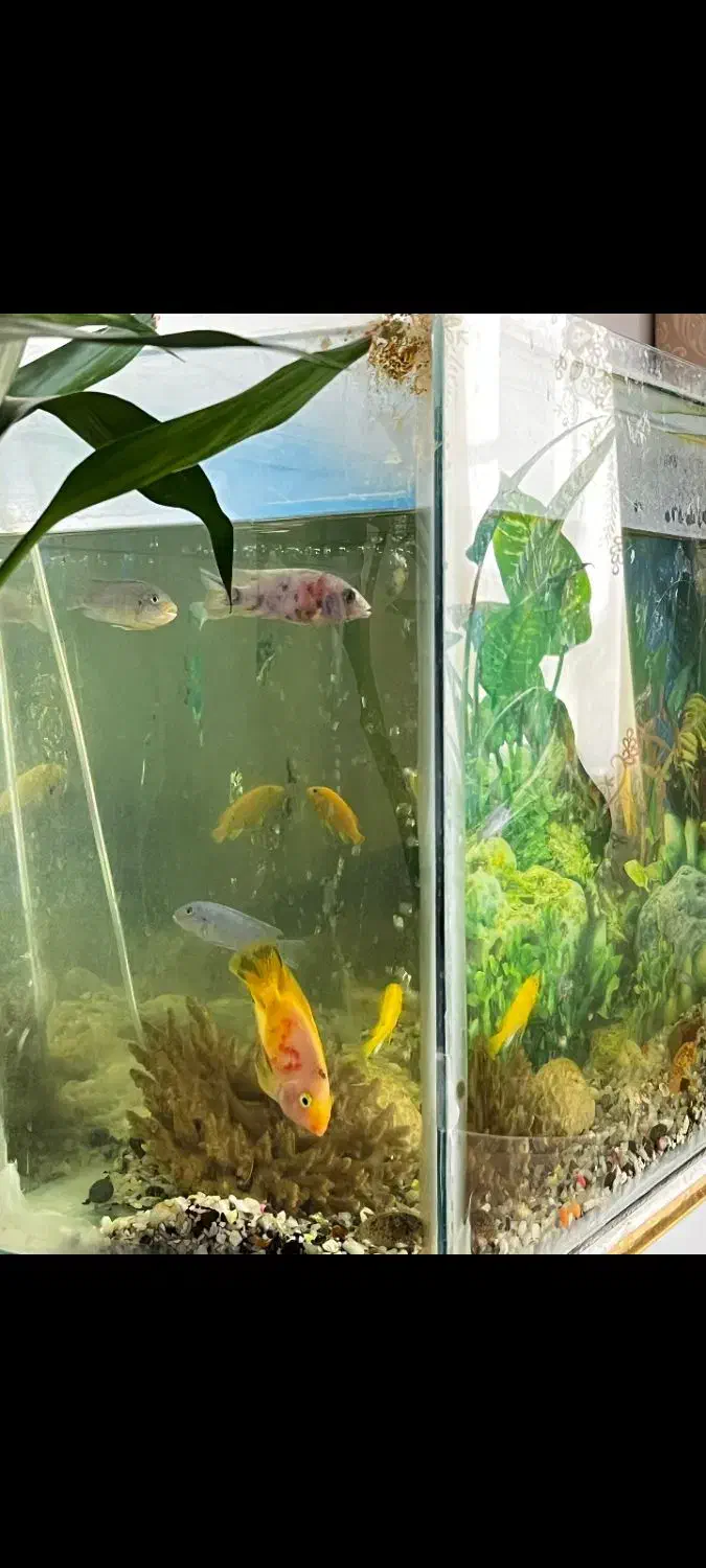 فروش ماهی آکواریوم|ماهی|بندر گناوه, |دیوار