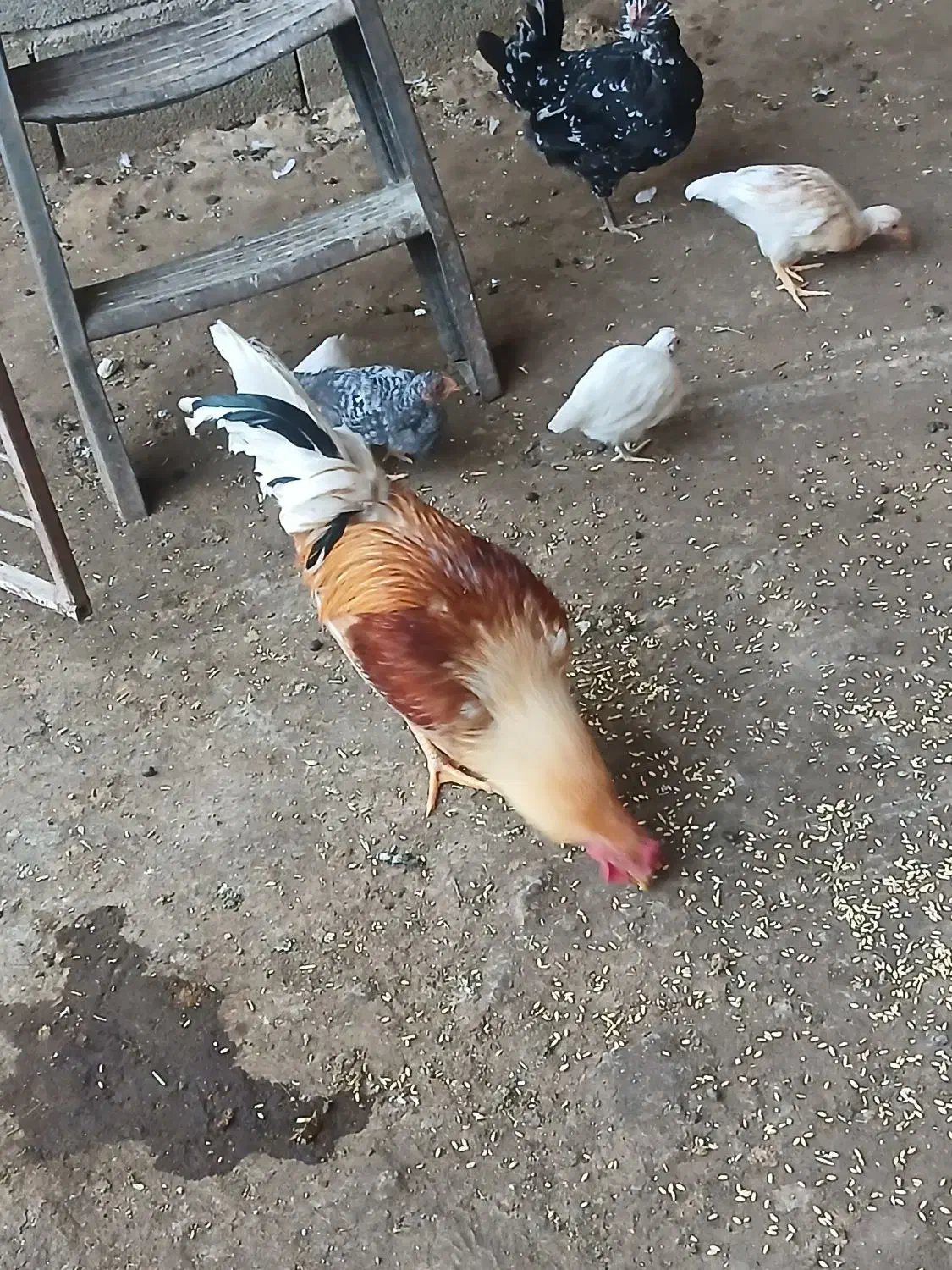 خروس|پرنده|دالاهو, |دیوار