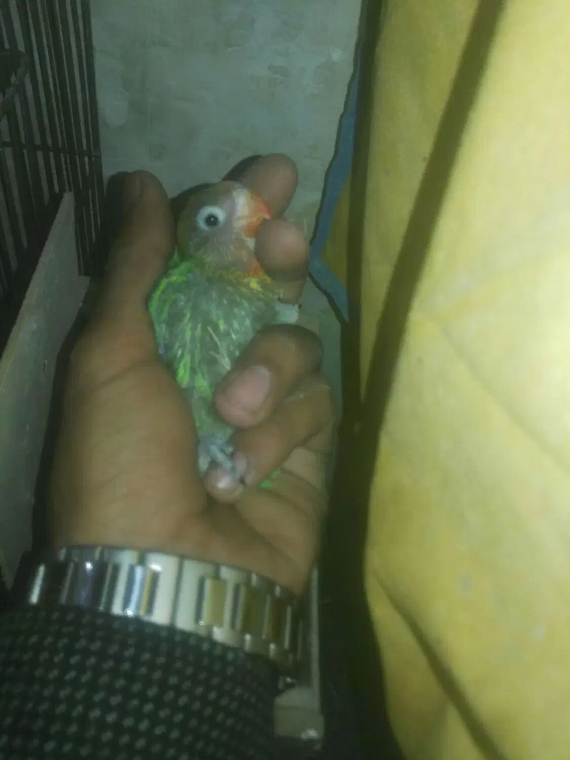 جوجه کوتوله|پرنده|زابل, |دیوار