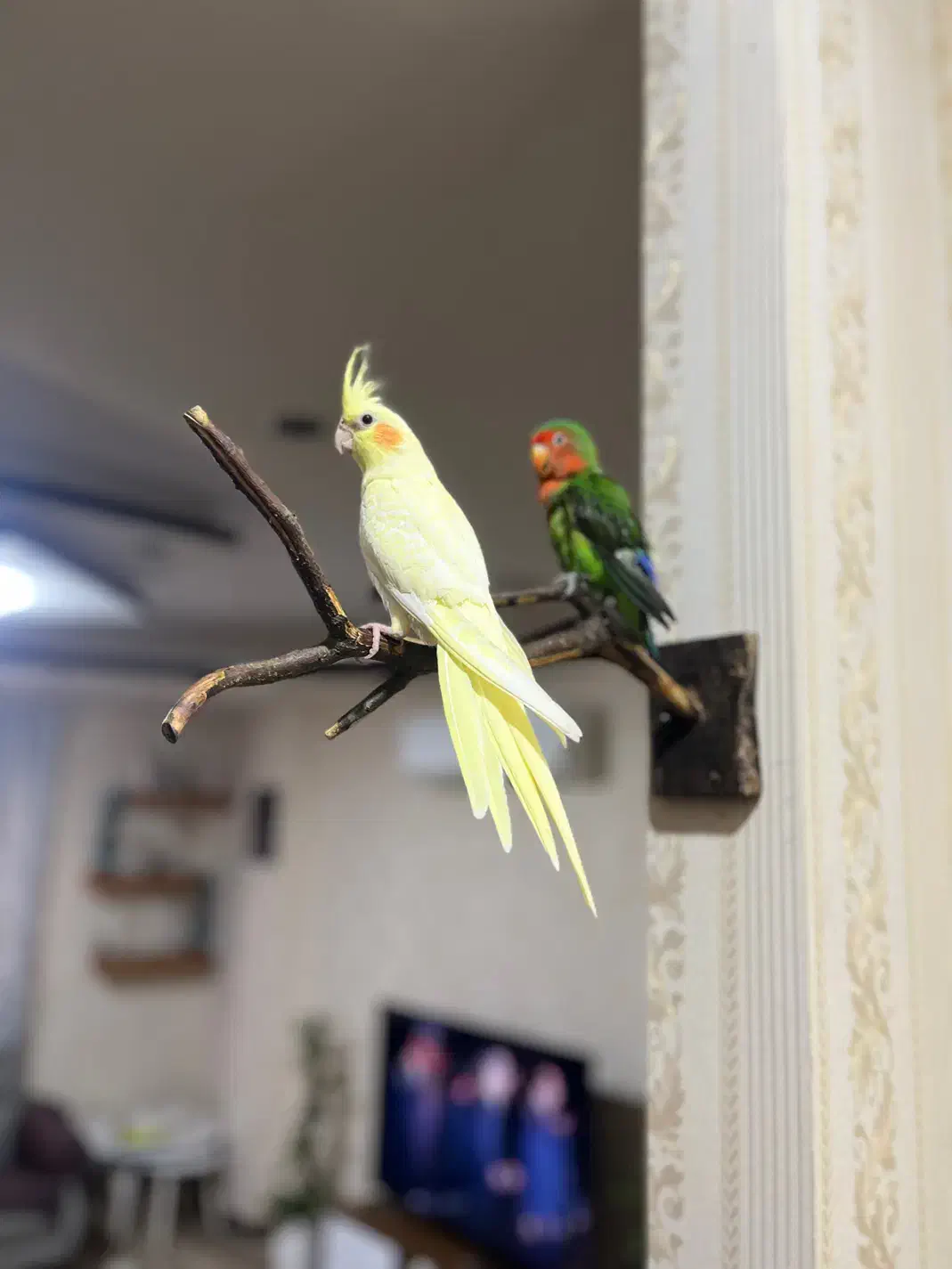 طوطی عروس|پرنده|رشت, کوی جام جم|دیوار