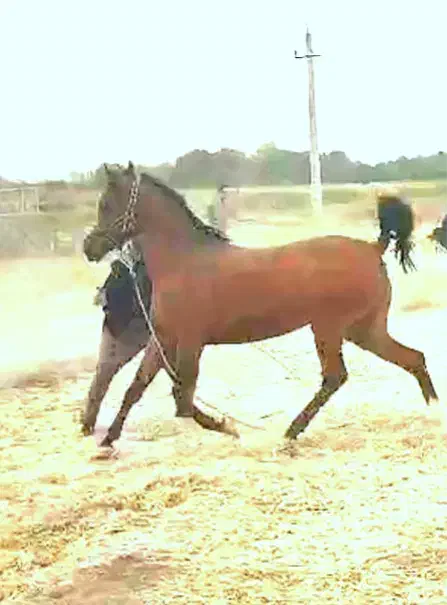 مادیون عرب مصری همراه کره نریون 5 ماهه مدارک کامل|اسب و تجهیزات اسب‌سواری|زند, |دیوار