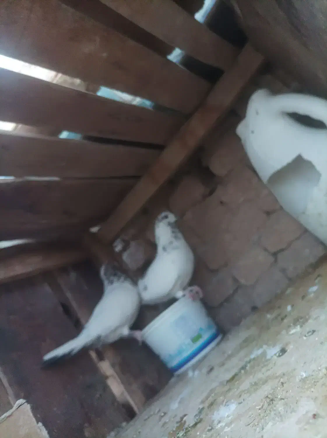 کفتر های پرشی ساعتی|پرنده|بافق, |دیوار