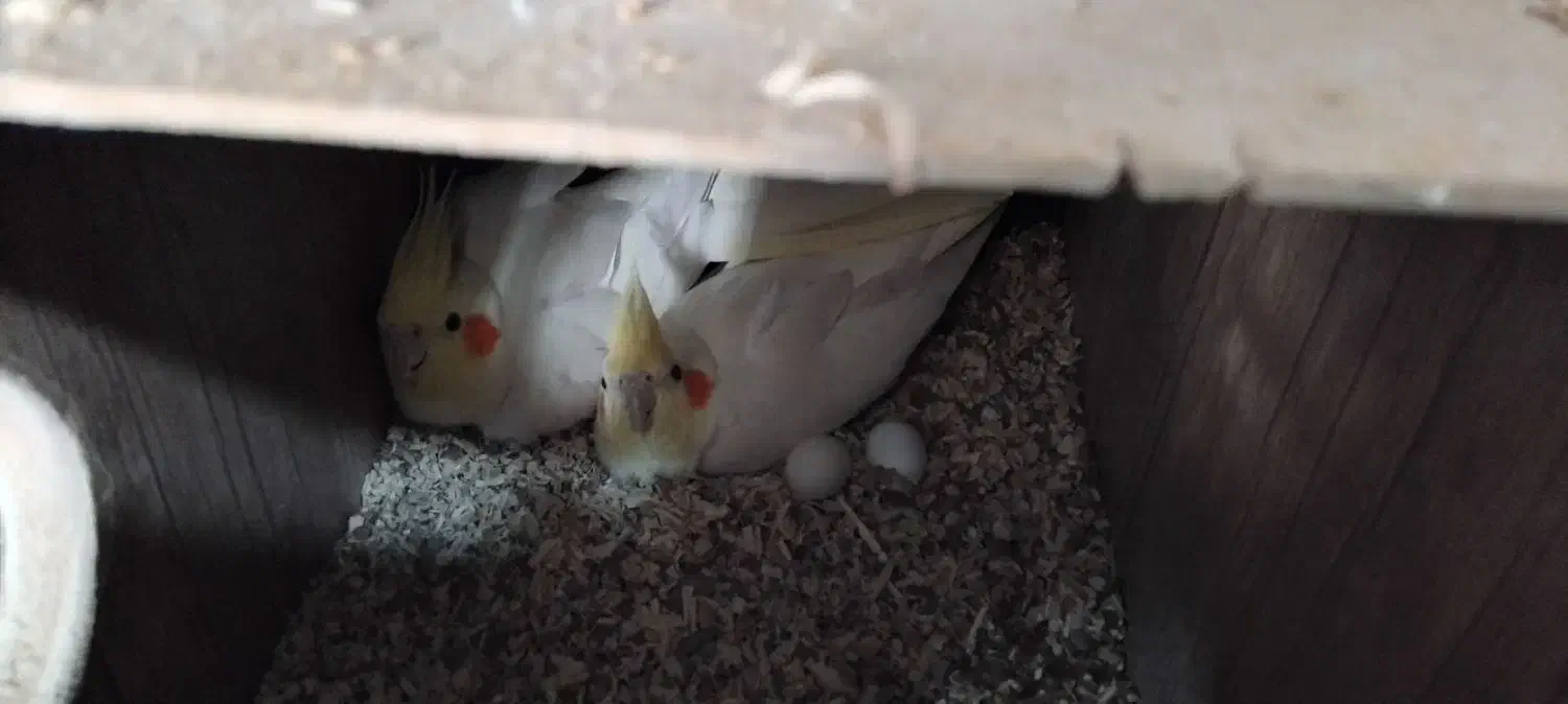 عروس هلندی دوسر لوتینو مولد تضمینی|پرنده|بجنورد, |دیوار