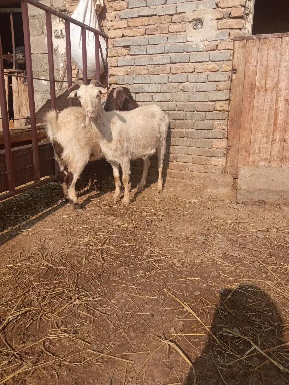 بز ماده جوان|حیوانات مزرعه|تبریز, |دیوار