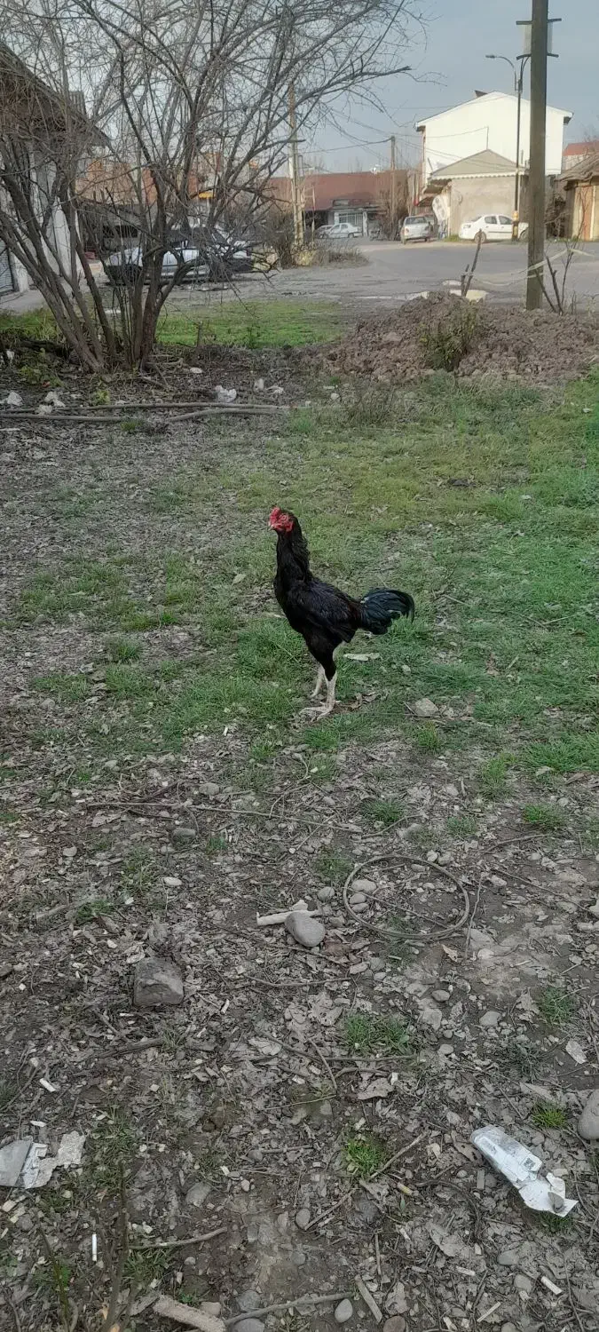 خروس لاری|حیوانات مزرعه|رشت, بازار|دیوار