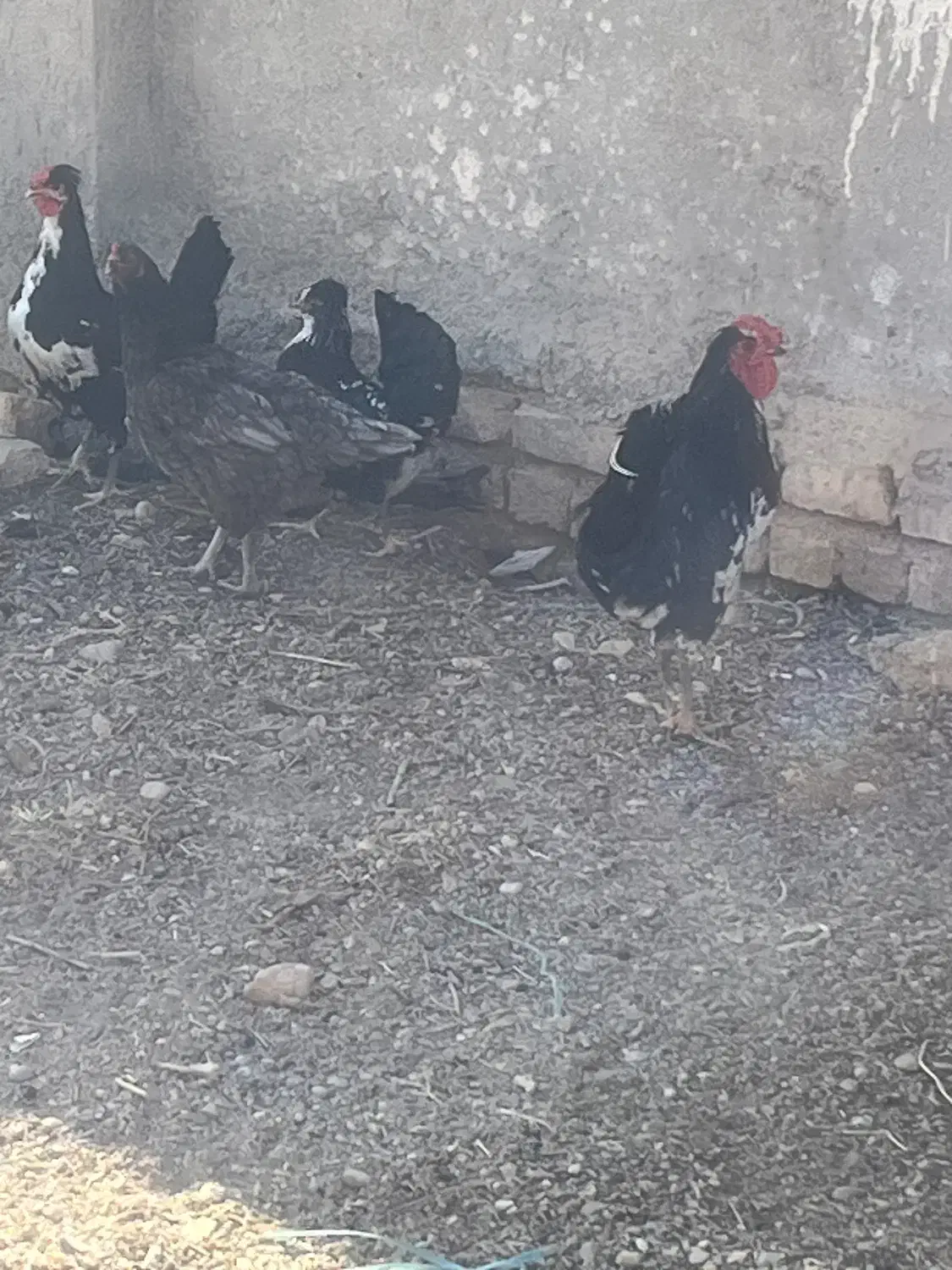 مرغ و خروس گلین|حیوانات مزرعه|دشتابی, |دیوار