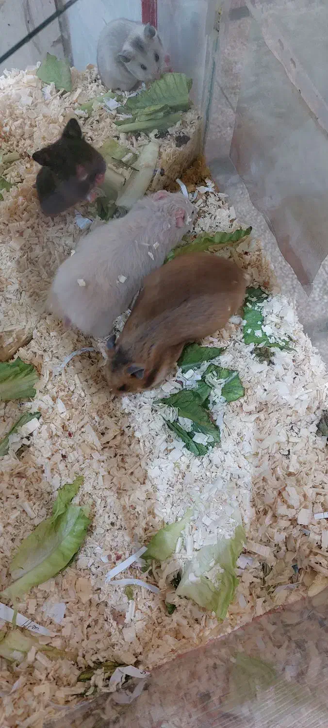 همستر زیبا مادر وبچه بهترین رنگ|موش و خرگوش|مشهد, بهاران|دیوار