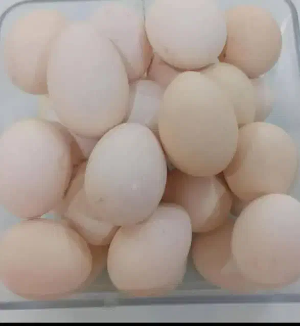 تخم مرغ محلی نطفه دار|خوردنی و آشامیدنی|شوشتر, |دیوار