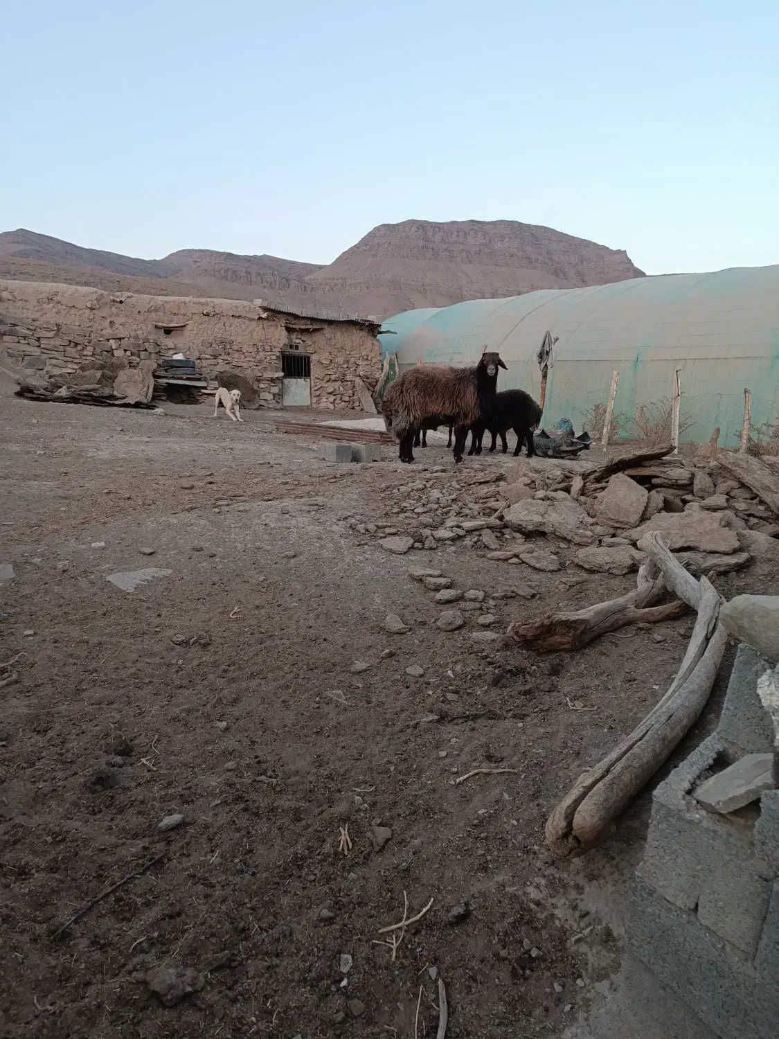 قوچ افشار|حیوانات مزرعه|تربت جام, جلگه موسی آباد|دیوار