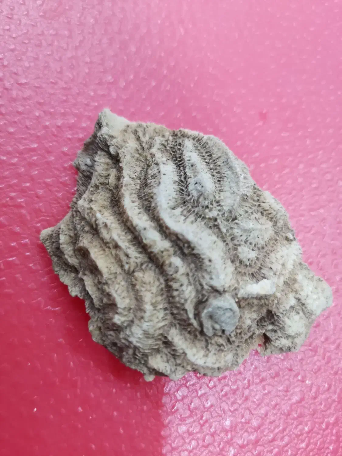 فسیل|کلکسیون اشیاء عتیقه|یزد, |دیوار