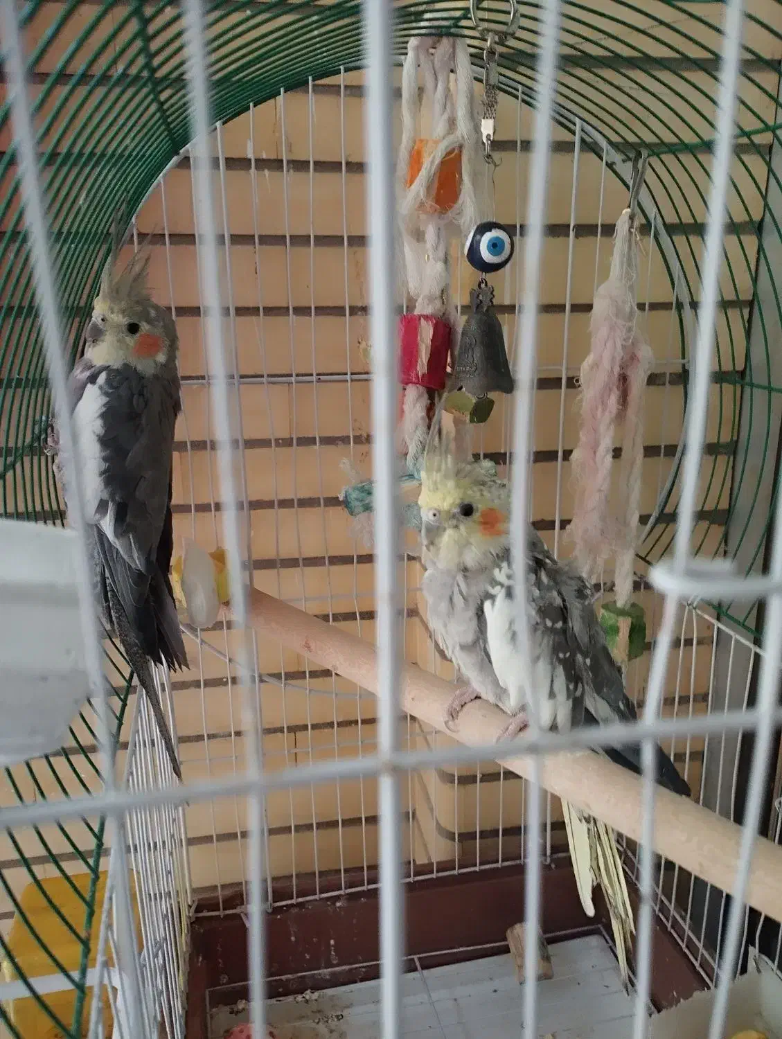 جوجه دوماهه نروماده|پرنده|اصفهان, گلزار|دیوار