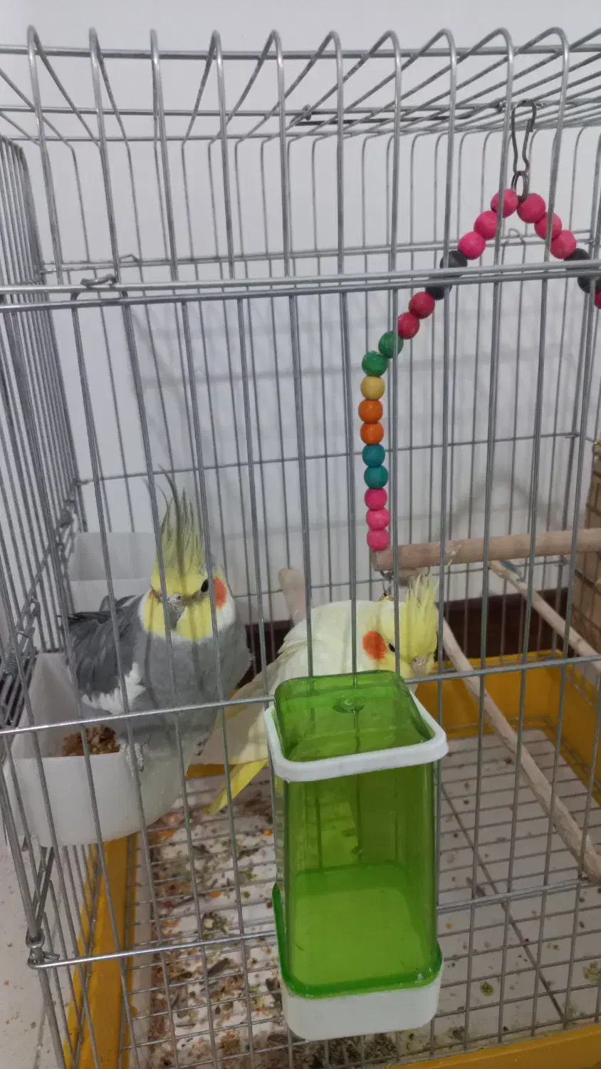 عروس هلندی|پرنده|قدس, شهر‌قدس|دیوار