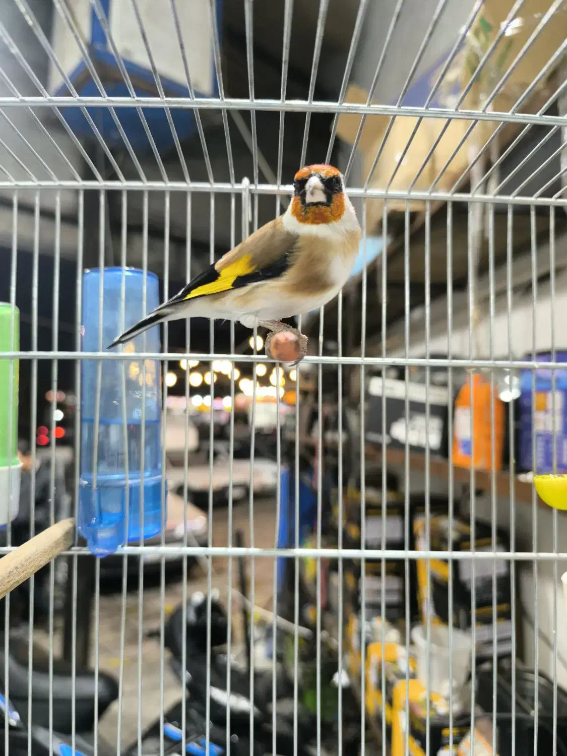 سهره نر انتیک|پرنده|قدس, شهر‌قدس|دیوار