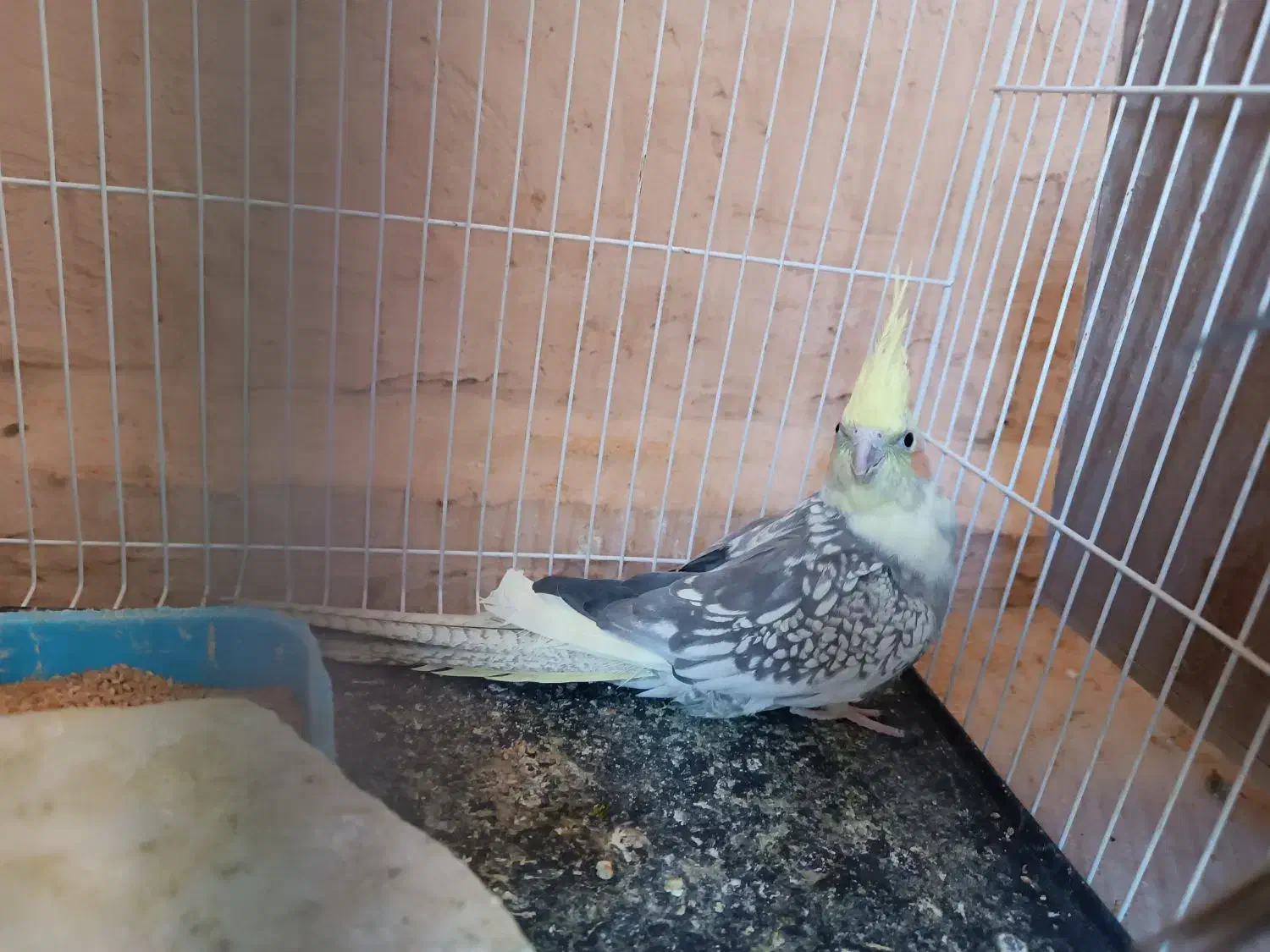 مژدگانی برای عروس گمشده|حیوانات|اسفراین, |دیوار