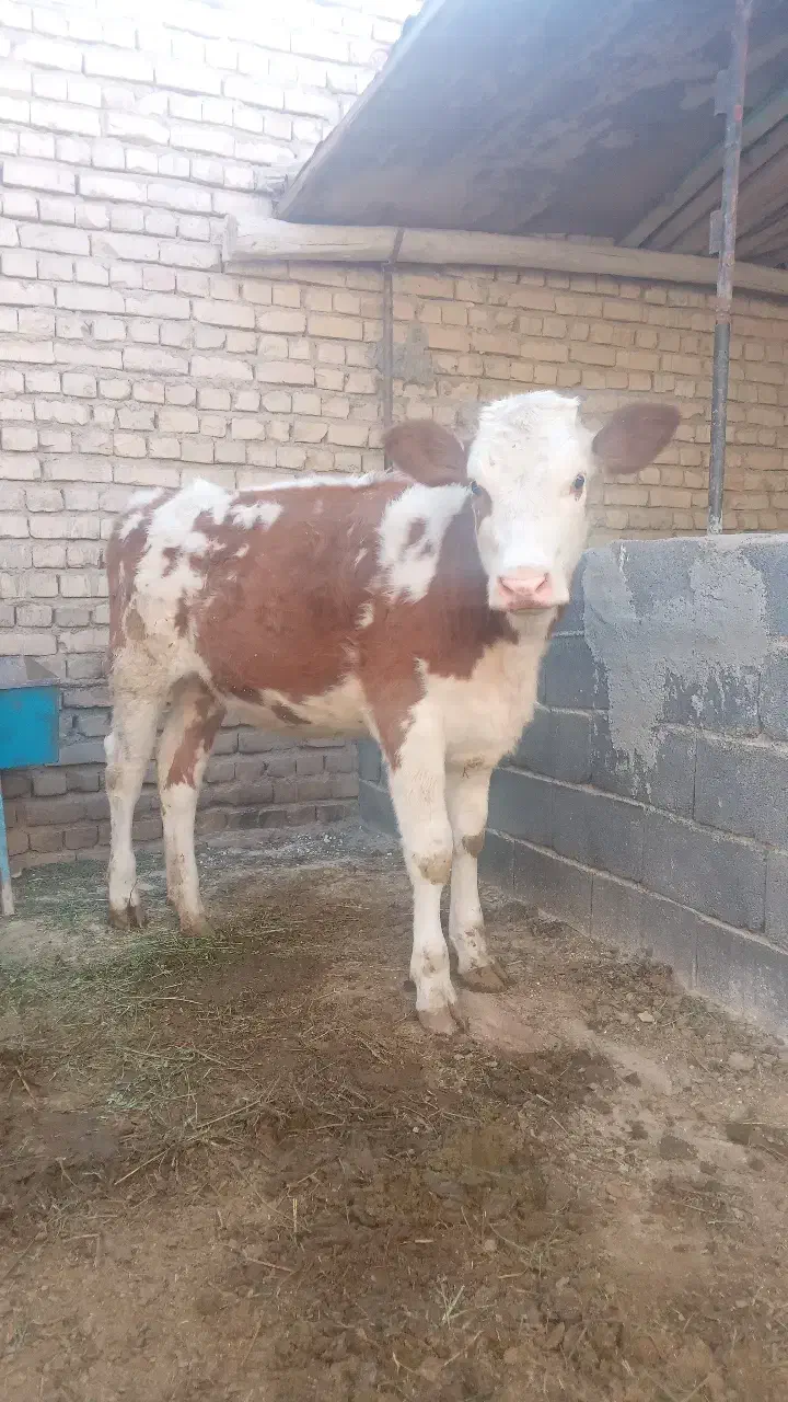 گوساله ماده سیمینتال|حیوانات مزرعه|گلپایگان, |دیوار
