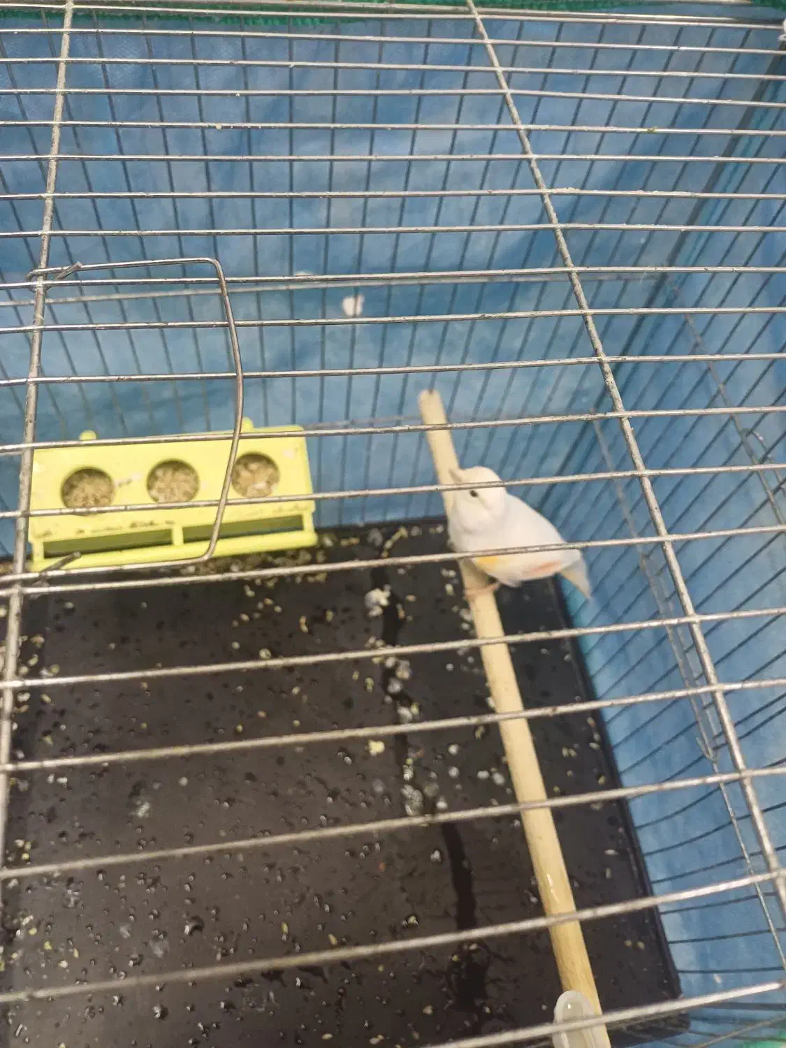 قناری|پرنده|قهدریجان, |دیوار