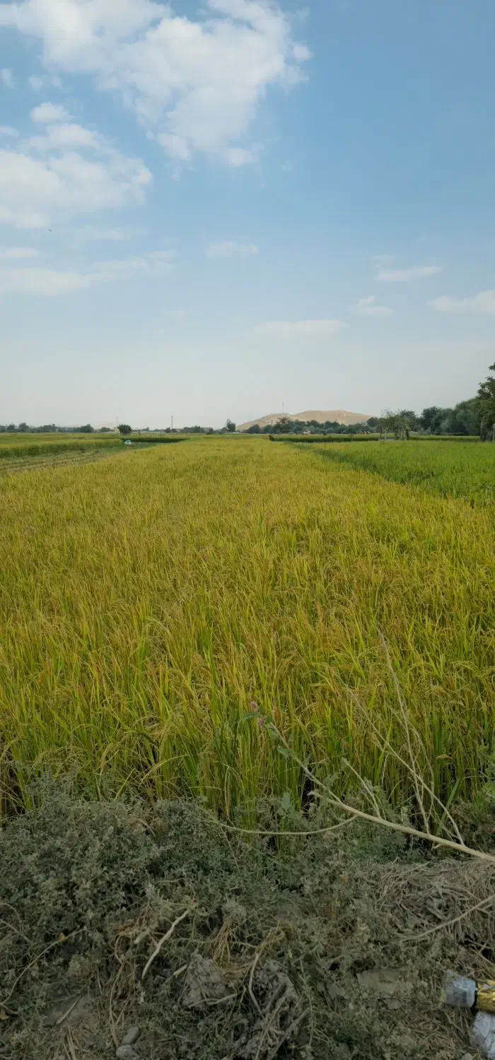 زمین کشاورزی برنج کاری،عزت اباد چمگردان|فروش زمین و ملک کلنگی|لنجان, |دیوار