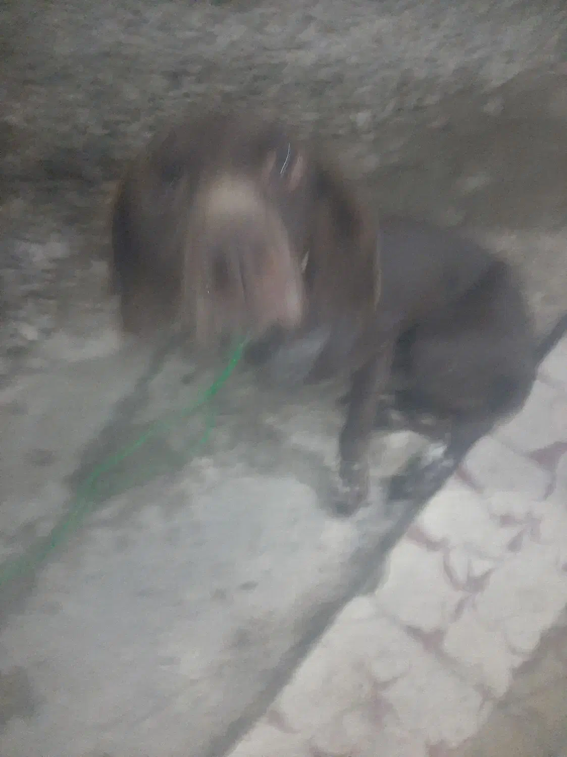 فروشی قیمت مناسب|سگ|نوشهر, |دیوار