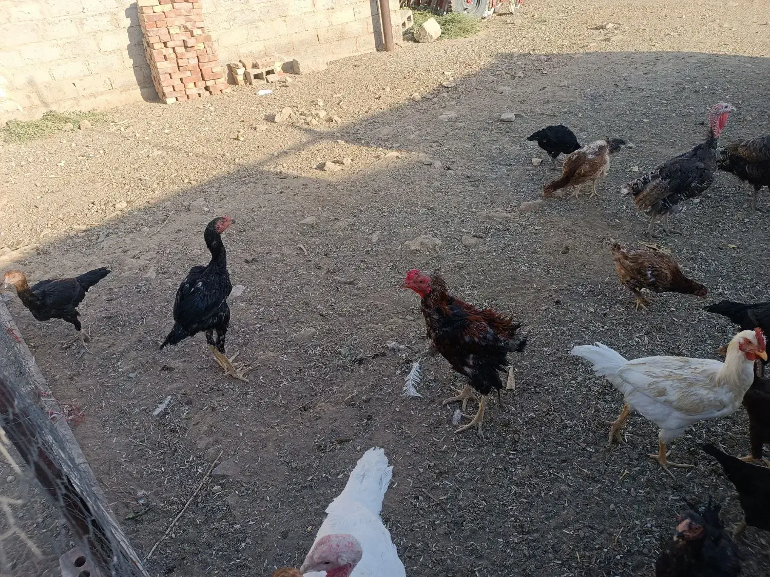 فروش چند تا مرغ و خروس لاری اصیل|حیوانات مزرعه|سیمینه, |دیوار