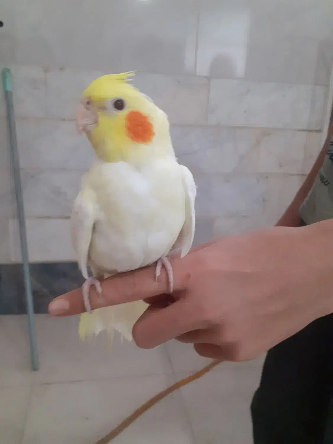 عروس هلندی|پرنده|قرچک, زیبا شهر|دیوار