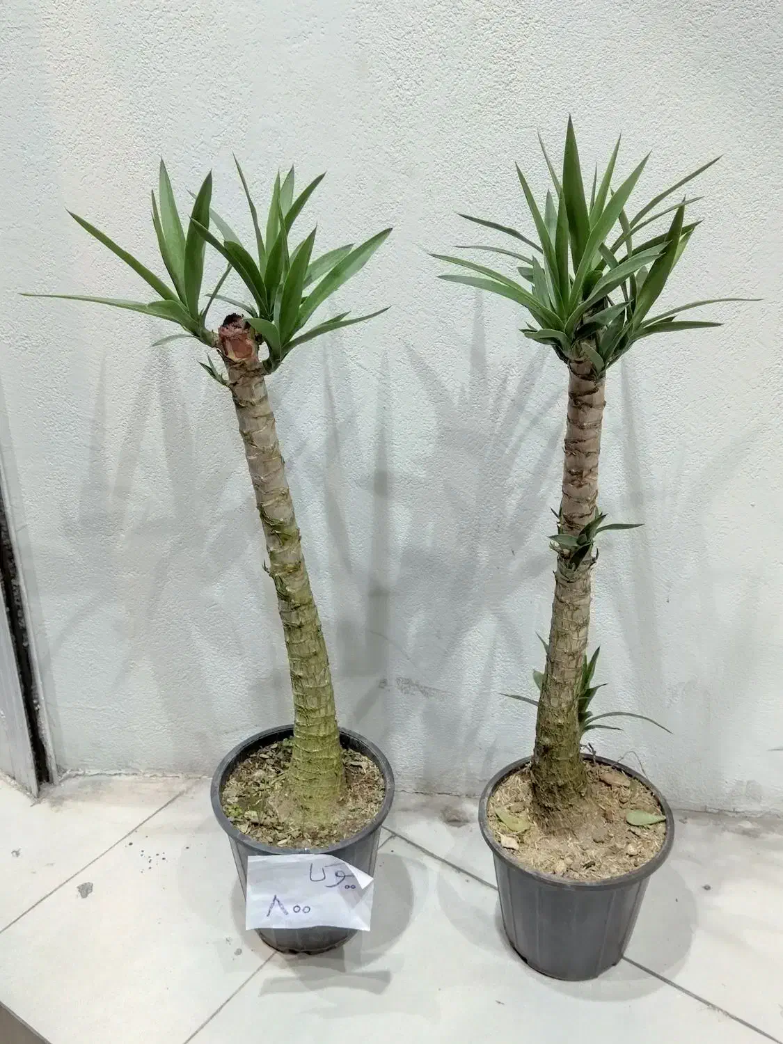 گل و گیاه آپارتمانی و زینتی|گل و گیاه طبیعی|قزوین, |دیوار