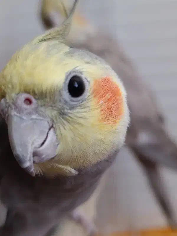 عروس هلندی جفت هر و ماده|پرنده|شاهین‌شهر, گزبرخوار|دیوار