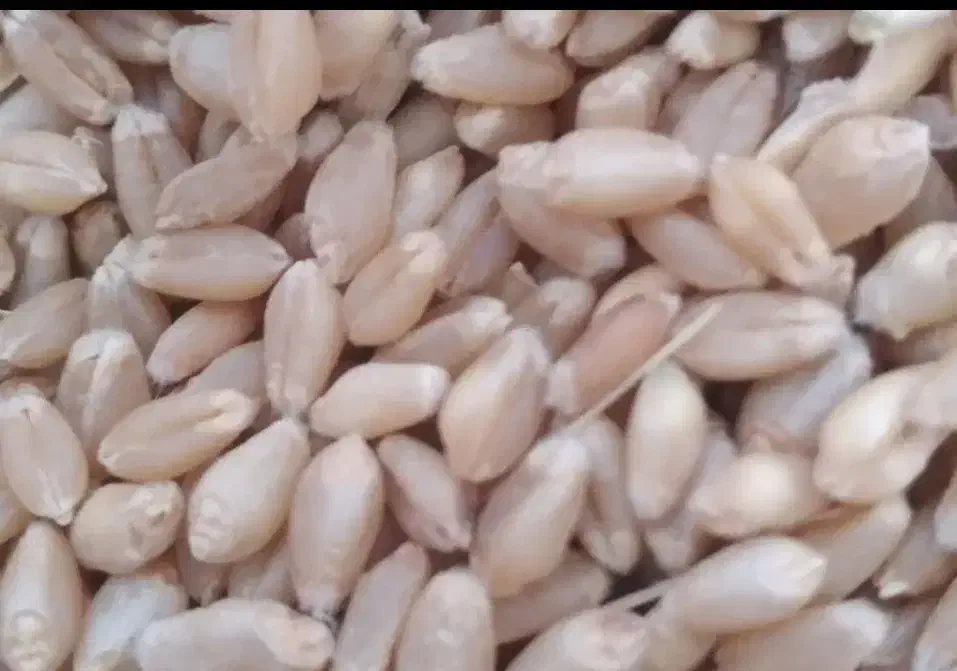 گندم آبی ترابی|عمده‌فروشی|کوزران, |دیوار