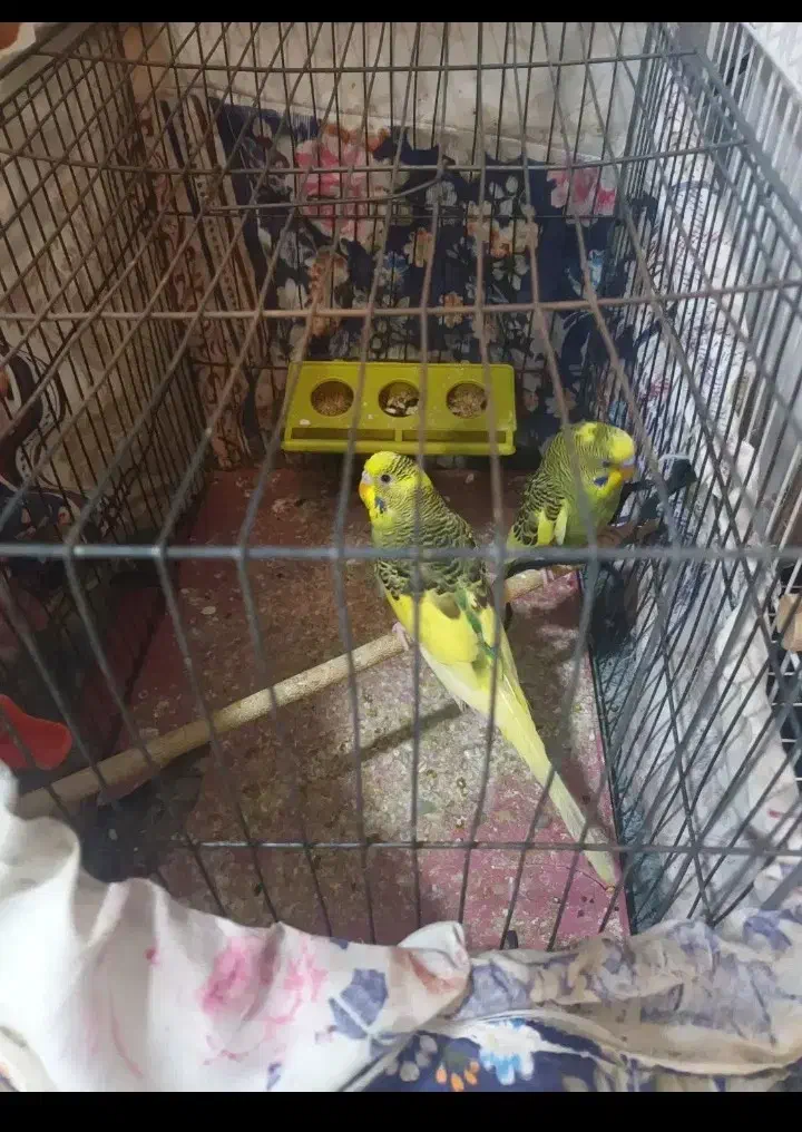 مرغ عشق نر گم شده|حیوانات|بندر امام خمینی, |دیوار