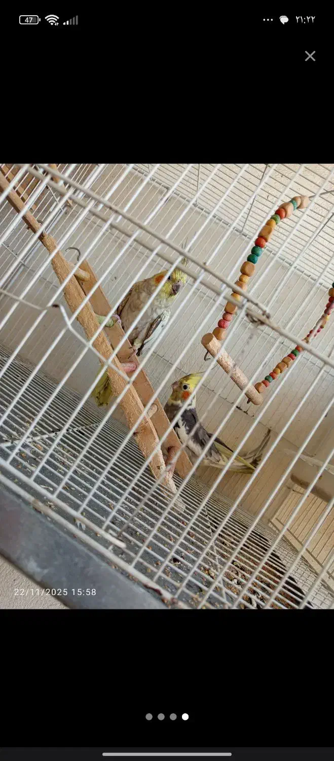 عروس هلندی میخواد تخم کنه|پرنده|گنبد کاووس, |دیوار