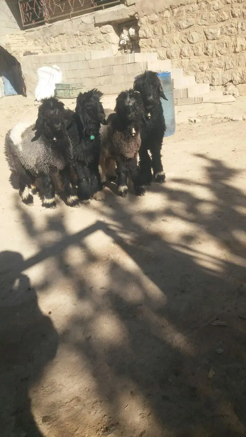 میش  قوچ بره تخمی ترکی اصل|حیوانات مزرعه|کوهرنگ, |دیوار