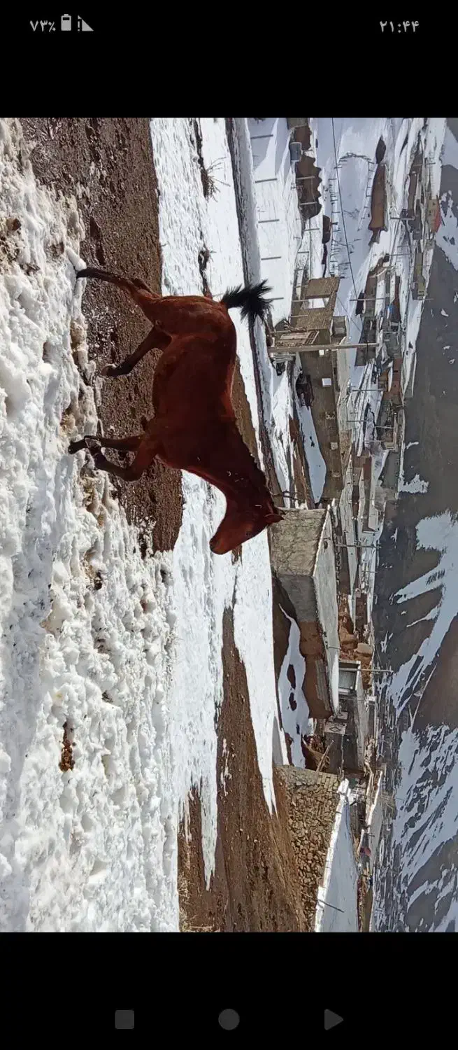 فروش اسب|اسب و تجهیزات اسب‌سواری|سارال, |دیوار