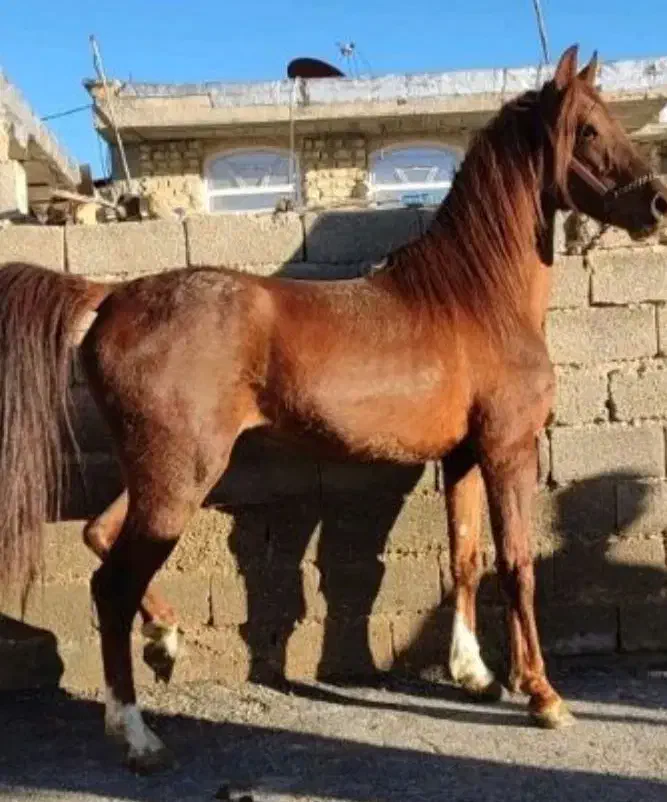 کره سهیل جهاندیده|اسب و تجهیزات اسب‌سواری|فسا, |دیوار