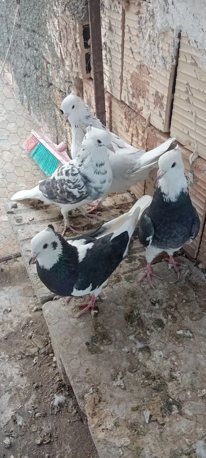 دوجفت نر ماده عالی|پرنده|جغتای, |دیوار