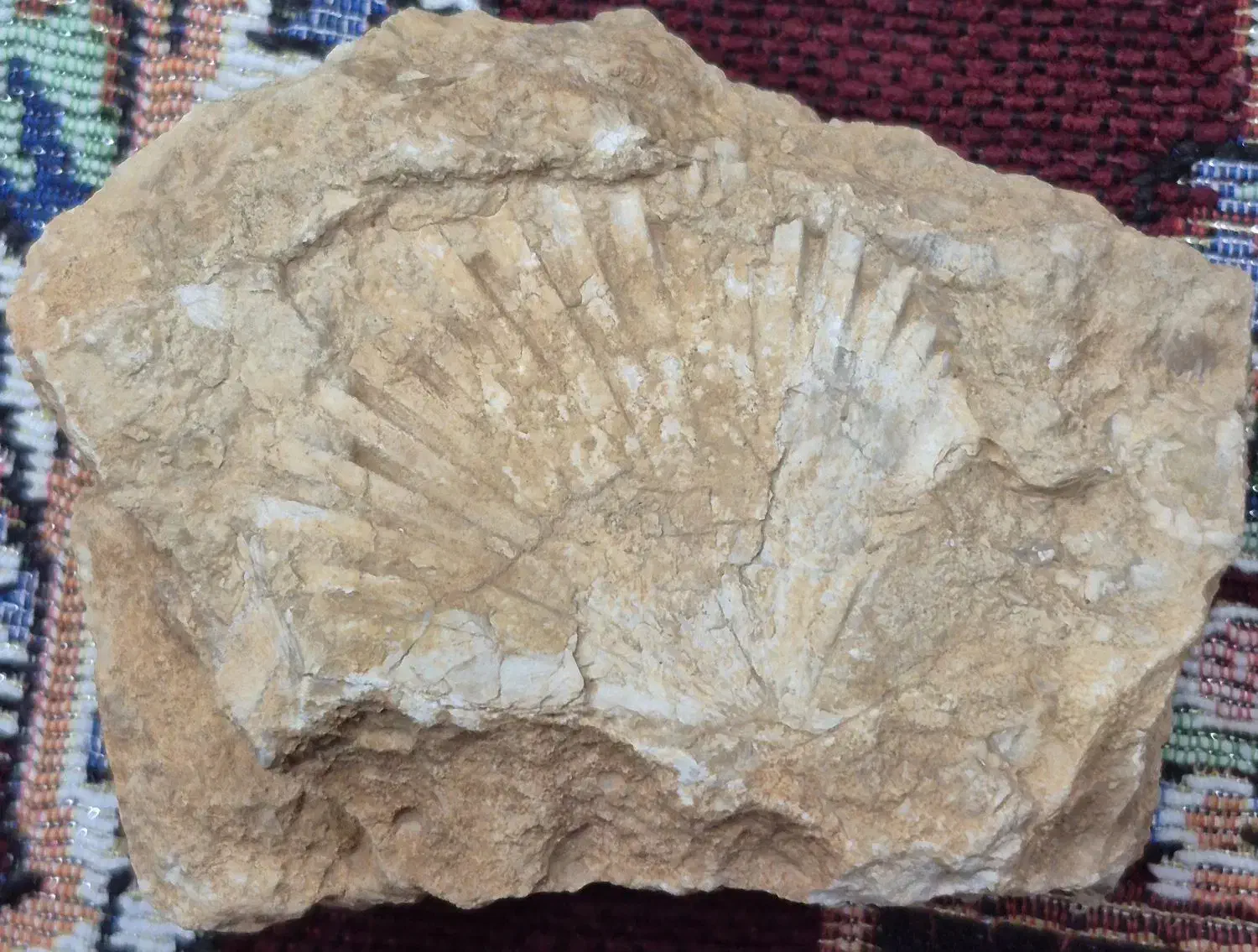 فسیل|کلکسیون اشیاء عتیقه|تهران, مخصوص|دیوار