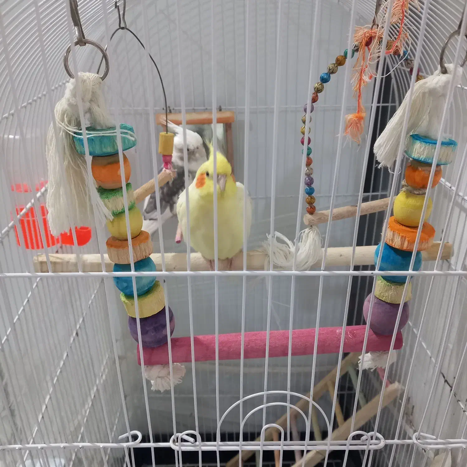 عروس هلندی|پرنده|مشهد, بهارستان|دیوار