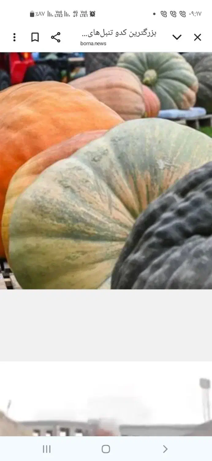 کدو تنبل|گل و گیاه طبیعی|تربتحیدریه, طالقانی|دیوار