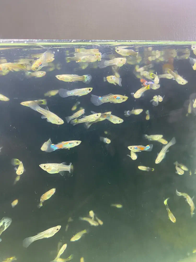 ماهی گوپی|ماهی|هشتگرد, شهرک ایران خودرو|دیوار