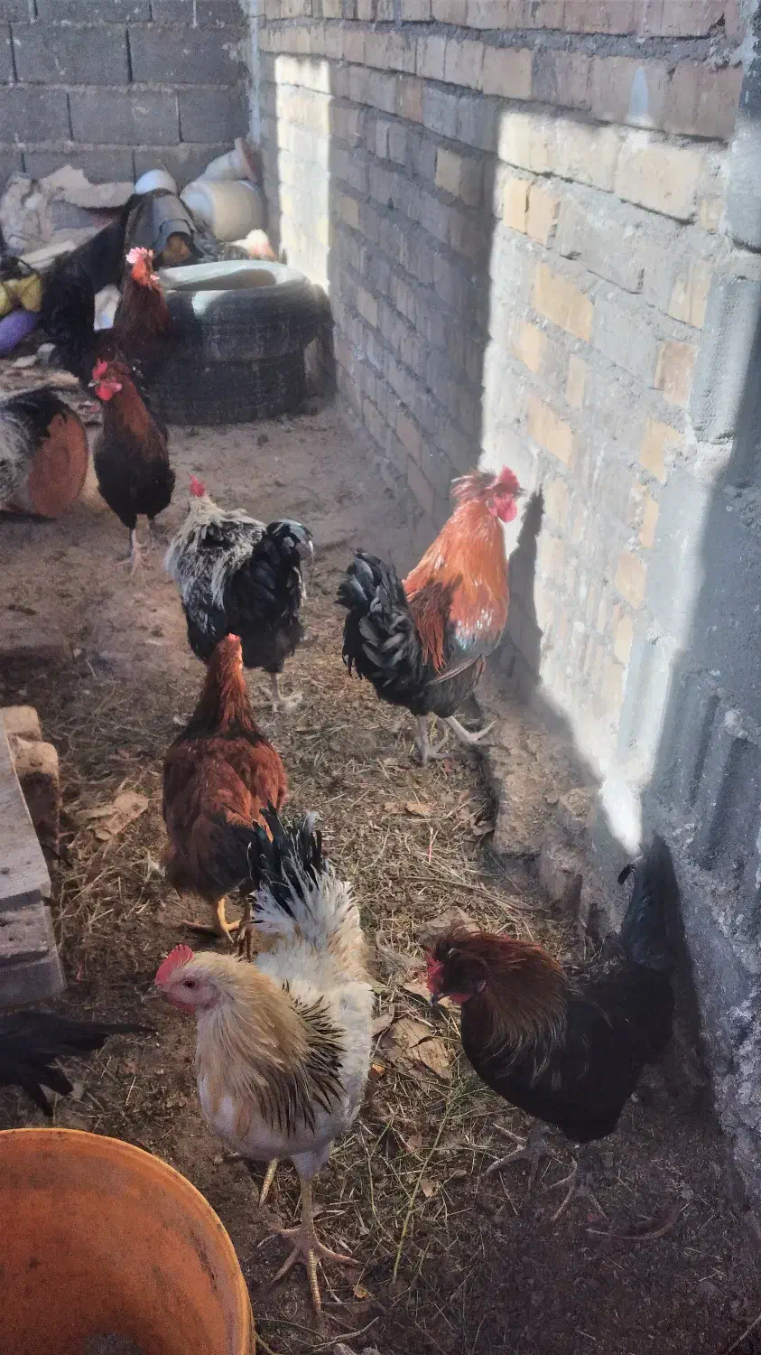 بوقلمون جفتی و خروس تعداد بالا فروشی|حیوانات مزرعه|کاشان, مشکات|دیوار