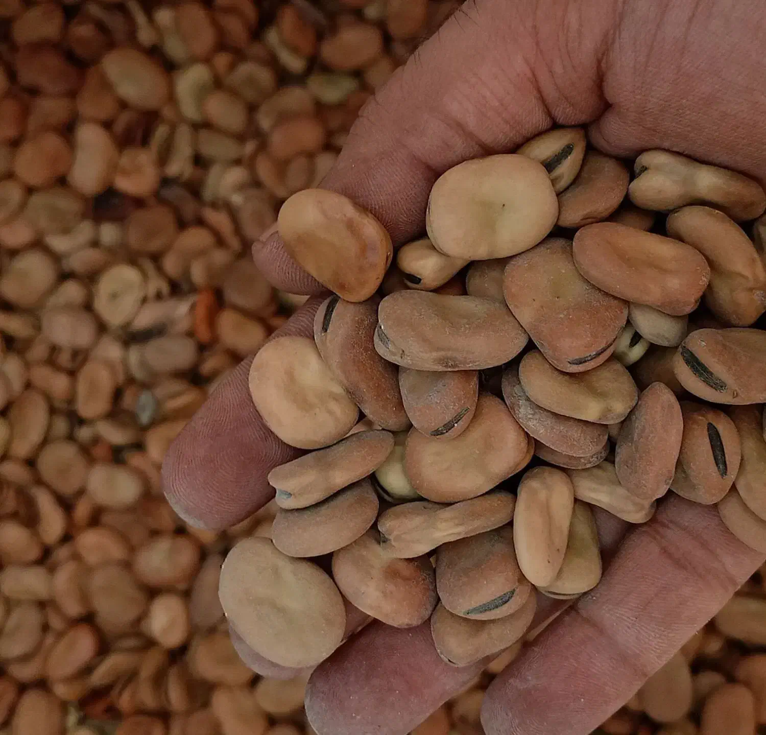 بذر باقلا|خدمات باغبانی و درختکاری|دره شهر, |دیوار