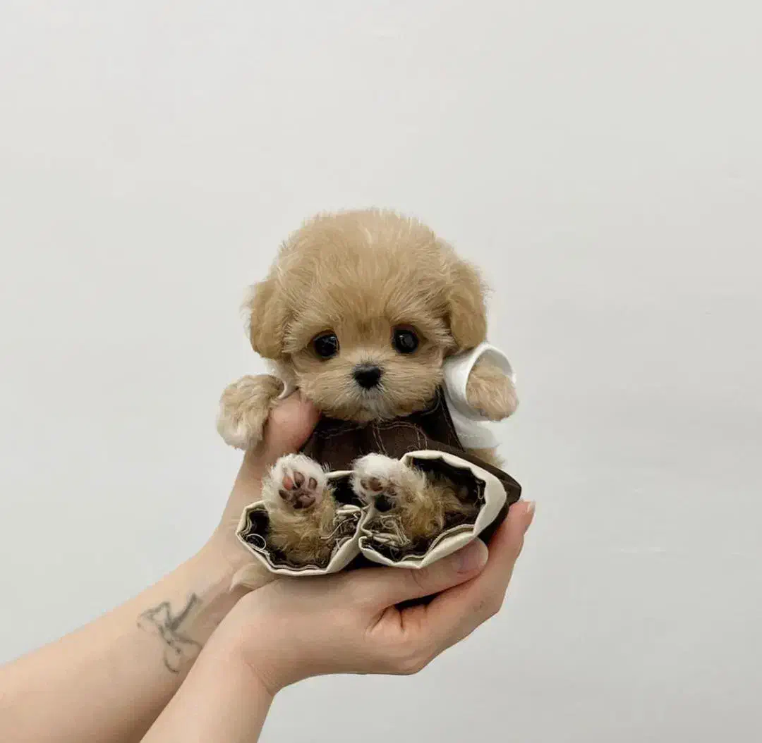 تخفیف ویژه سگ های اپارتمانی پودل مالتیز|سگ|تهران, نجات اللهی|دیوار