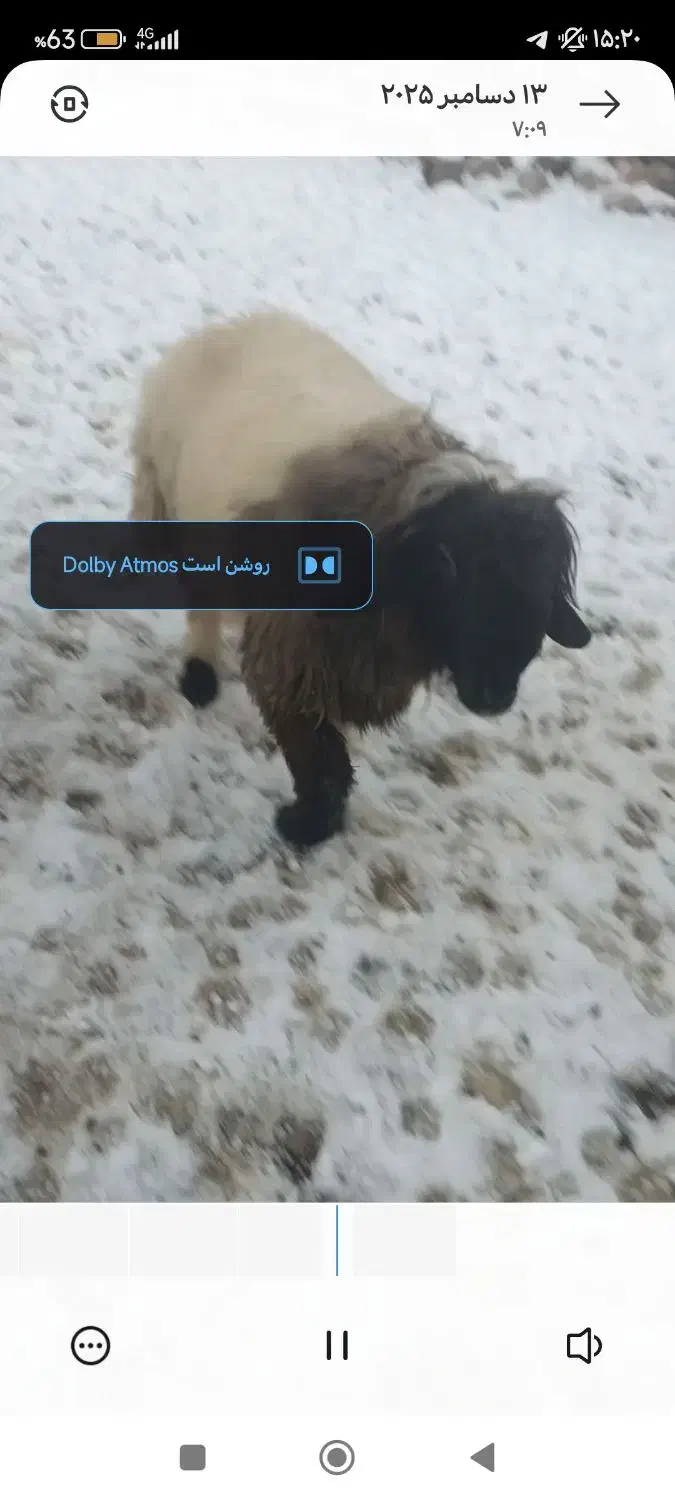 (فورش فوری)۴ راس قوچ و بره تخمی|حیوانات مزرعه|ناغان, |دیوار