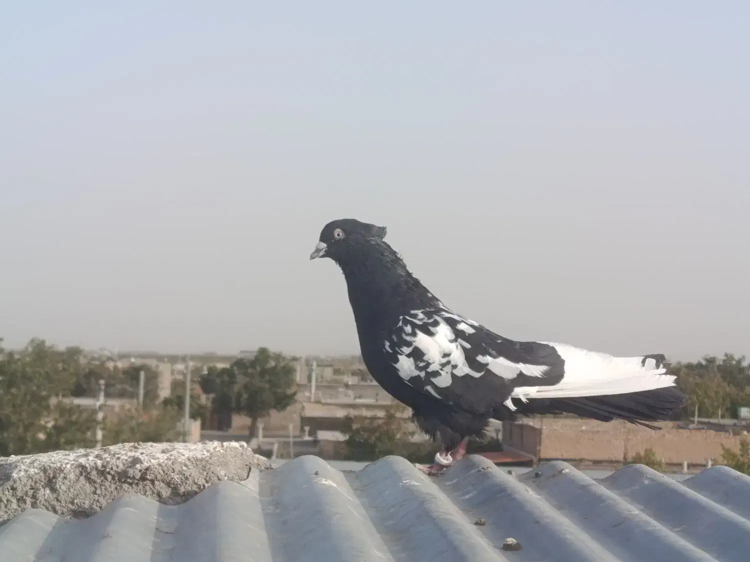 سینه سیاه|پرنده|مشهد, شهرک صنعتی توس|دیوار