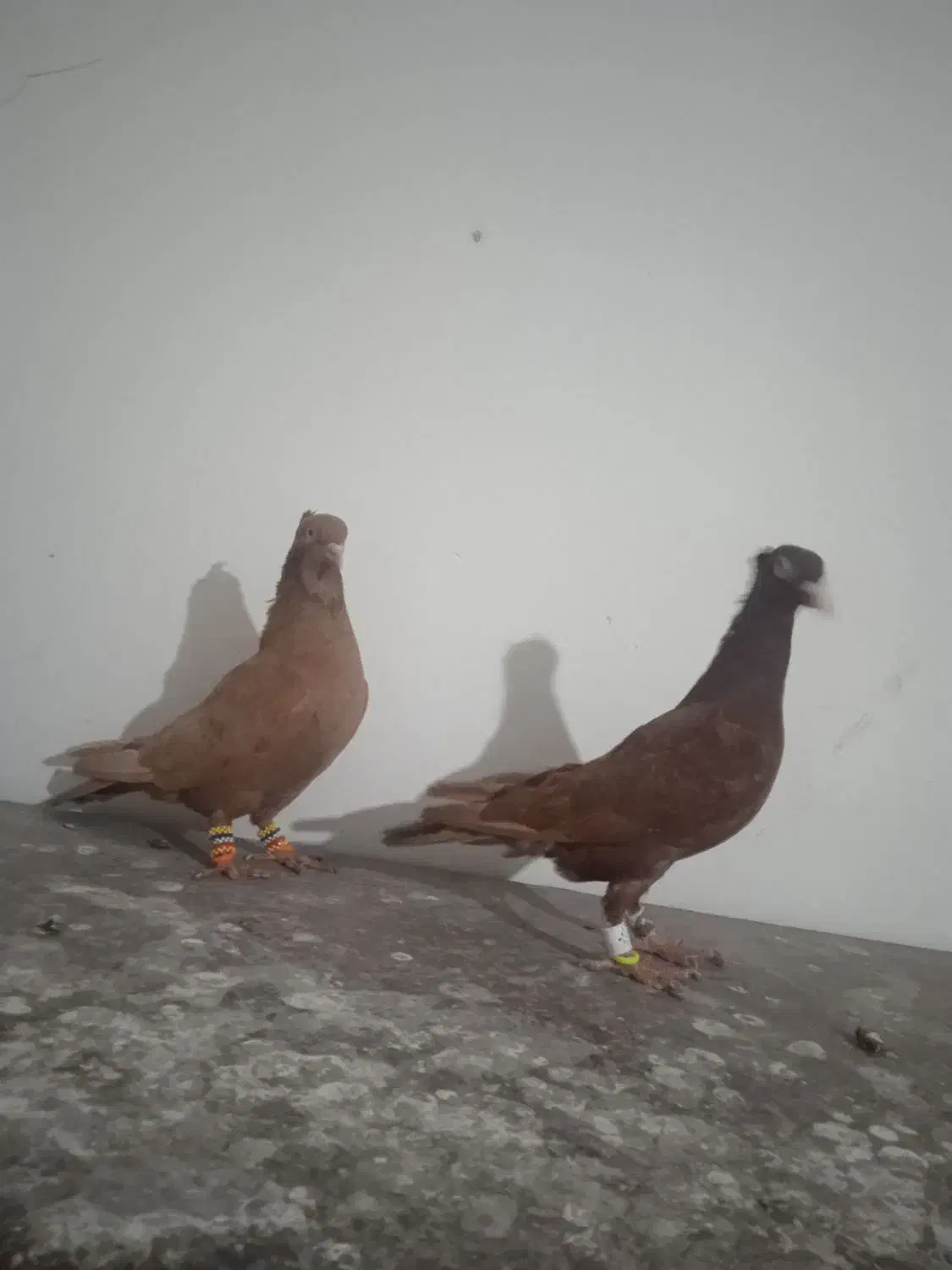 کفتر|پرنده|فیروزه, |دیوار