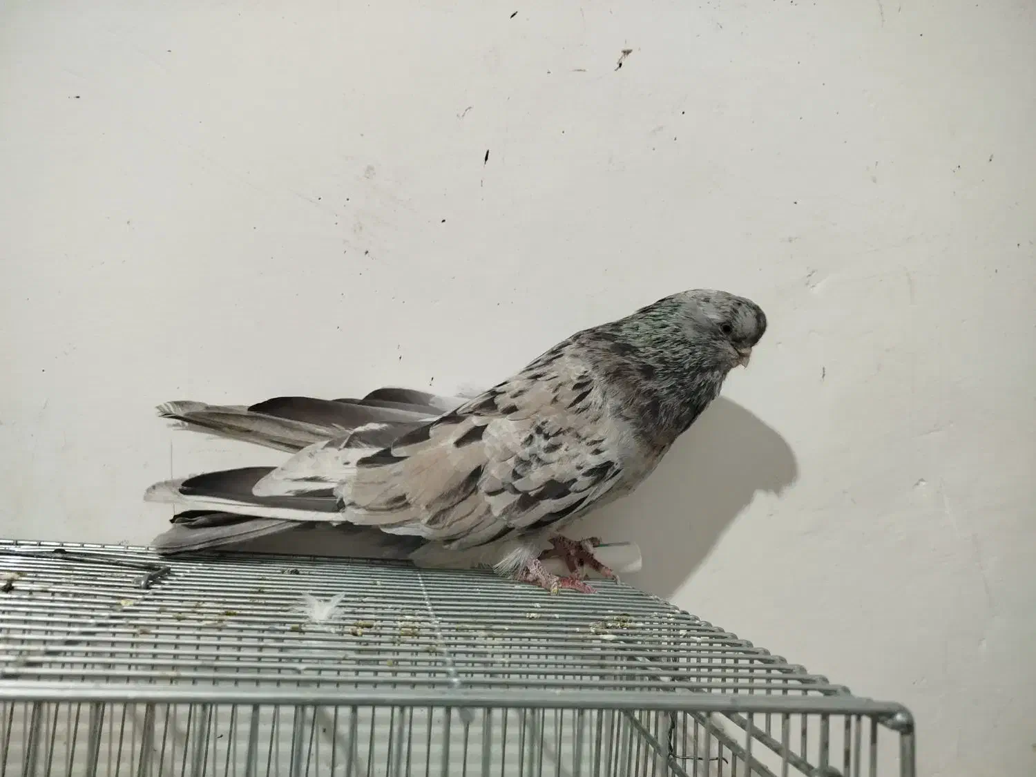 کبوتر سورور|پرنده|ابهر, |دیوار