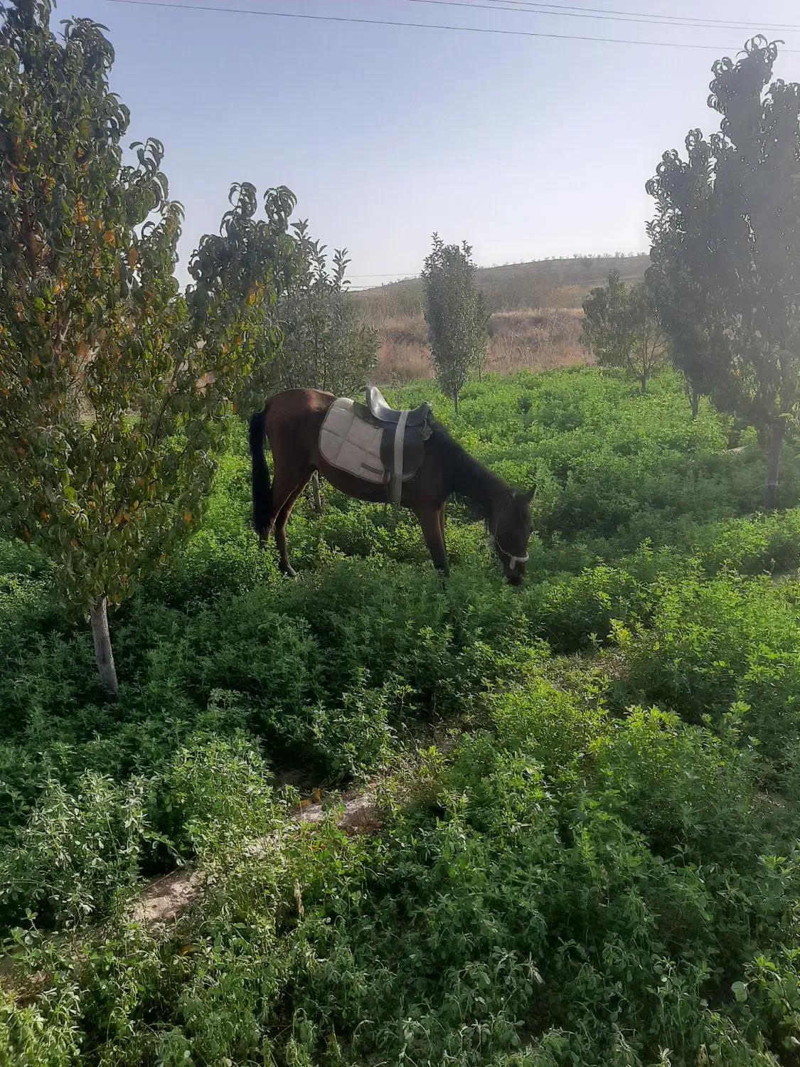 اسب نریون|اسب و تجهیزات اسبسواری|قوچان, |دیوار