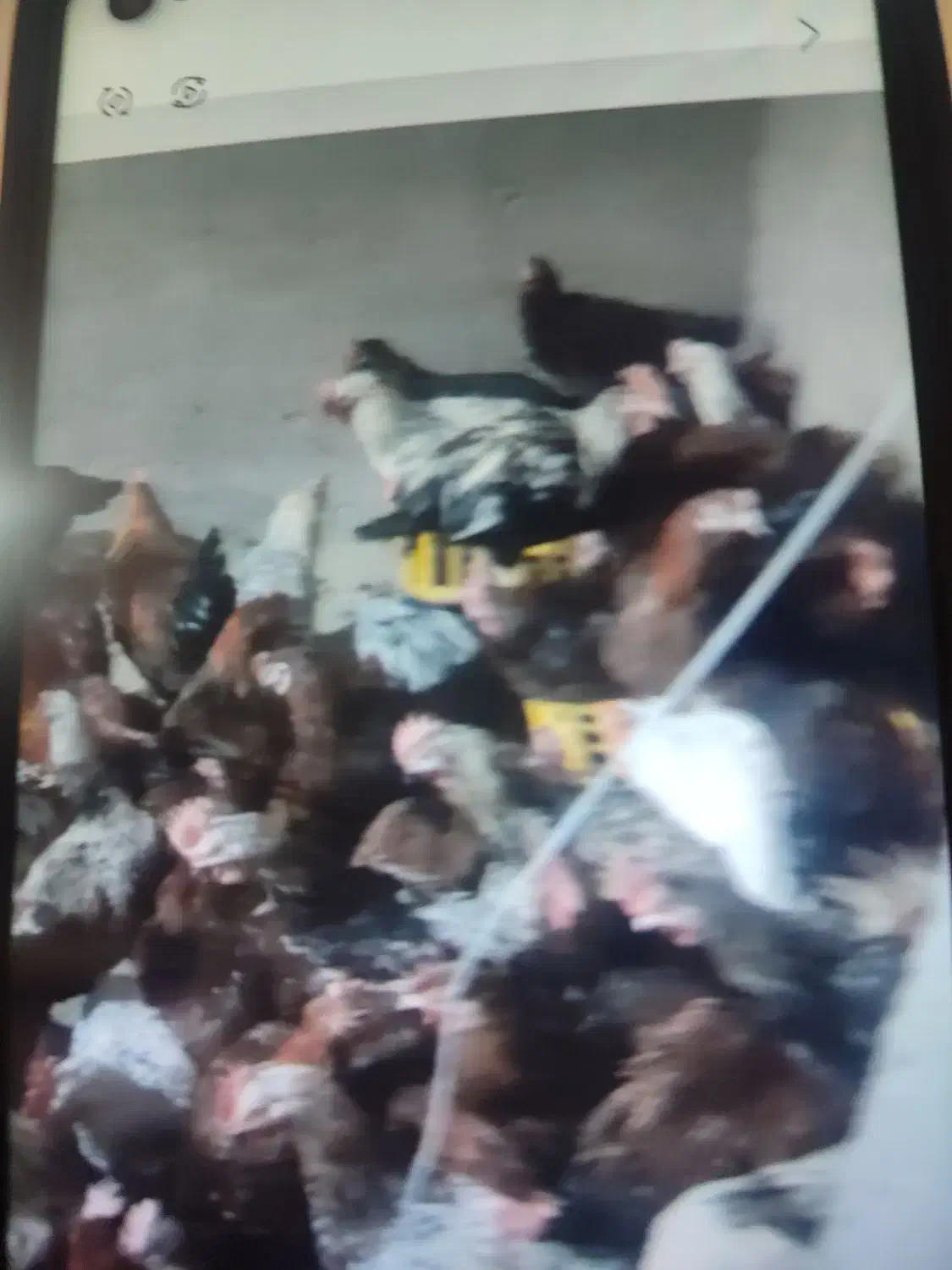 خروس محلی|حیوانات مزرعه|هشتگرد, شهرک وحدت|دیوار