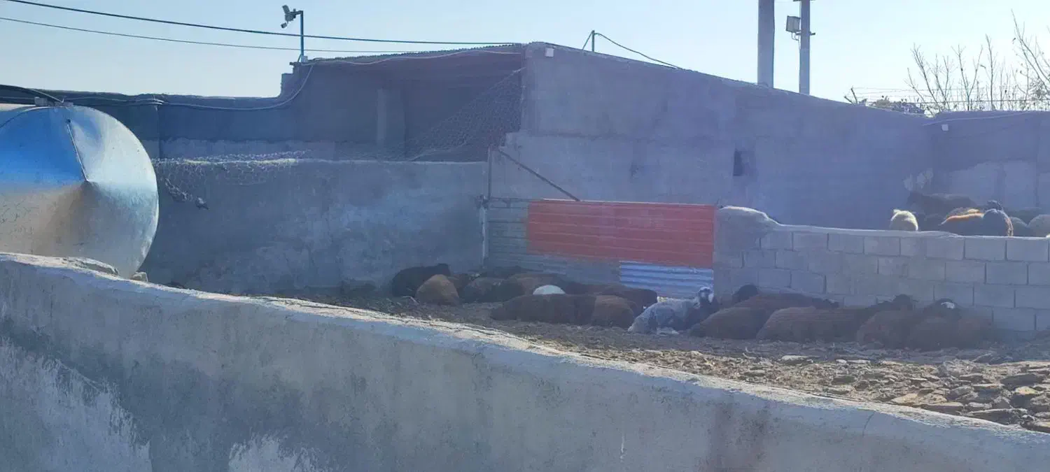 ۱۰۰۰متر دامداری|فروش دفتر صنعتی، کشاورزی، تجاری|نیشابور, مازول|دیوار